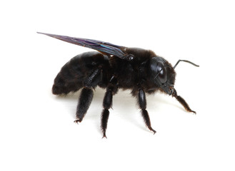 Black bumblebee isolated on white