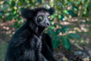 baby Beautiful image of the Indri lemur - Indri Indri. Wild nature .Madagascar.