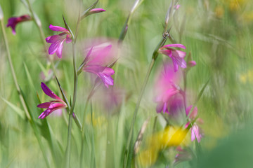 Wiese mit illyrische Siegwurz