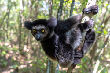 baby Beautiful image of the Indri lemur - Indri Indri. Wild nature .Madagascar.