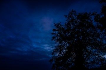 Naklejka premium Indigo sky with tree