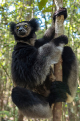 baby Beautiful image of the Indri lemur - Indri Indri. Wild nature .Madagascar.