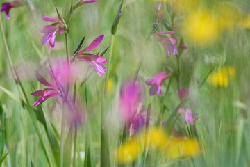 Wiese mit illyrische Siegwurz