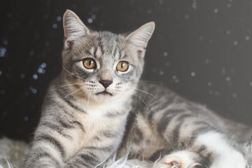 Cute cat portrait. Mixed breed of maine coon with british shorthair.