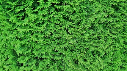thuja green branches