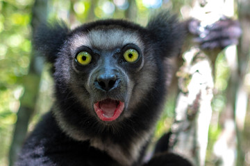 baby Beautiful image of the Indri lemur - Indri Indri. Wild nature .Madagascar.