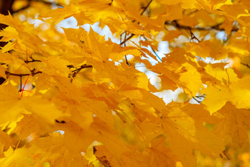 bright yellow maple leaves close up. autumn concept.