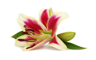Fototapeta na wymiar pink lilies with leaves on white