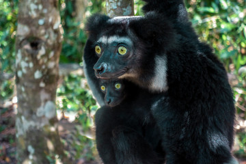 Beautiful image of the Indri lemur - Indri Indri. Together with the baby