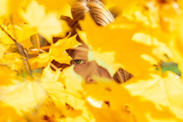 Fototapeta na wymiar red haired girl looks through the yellow maple leaves. autumn concept.