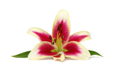 Fototapeta na wymiar lily flower isolated on white
