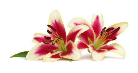  Two red lily flowers isolated on white