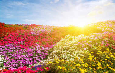  flower field with sunlight
