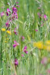 Naklejka premium Wiese mit illyrische Siegwurz