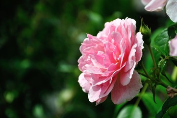pink flower in the garden