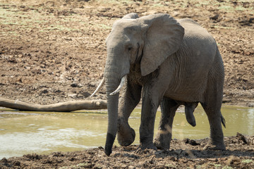 Fototapeta premium Single male elephant walking near pool and mud