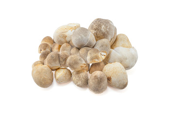 straw mushroom isolated on white background with clipping path