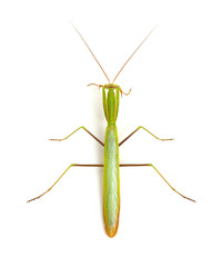 Mantis isolated on a white