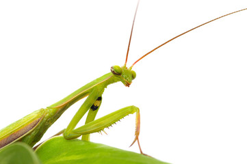 Green mantis on a plant