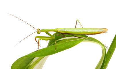 Green mantis on a plant