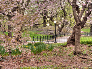 Central Park in spring