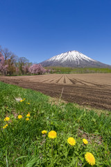 春の羊蹄山