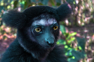 Beautiful image of the Indri lemur - Indri Indri. Wild nature .Madagascar.