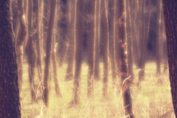 Forest dream soft fantasy photo background