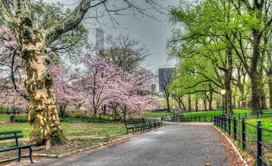 Fototapeta premium Central Park in spring