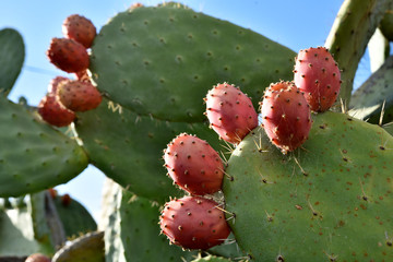 Fichi d'india sulla pianta