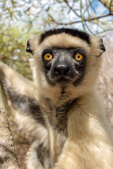 Obraz premium Sifaka lemur, Silky sifaka (Propithecus candidus), Madagascar