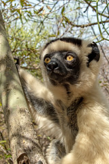 Sifaka lemur, Silky sifaka (Propithecus candidus), Madagascar