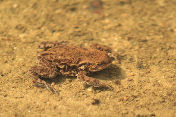 Male frog of Common Toad