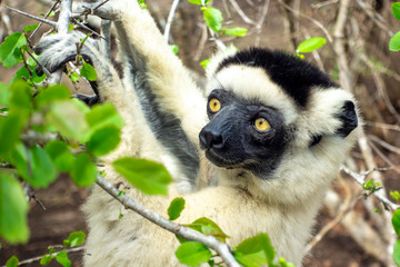 Sifaka lemur, Silky sifaka (Propithecus candidus), Madagascar