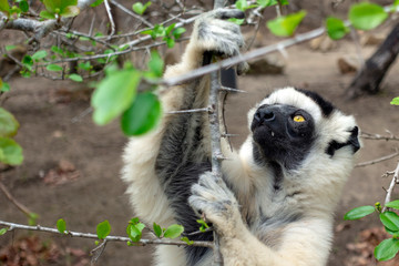 Sifaka lemur, Silky sifaka (Propithecus candidus), Madagascar