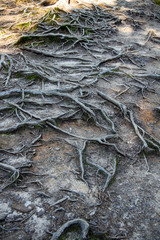The road is in the roots. The roots of the trees along the road.