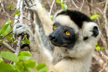 Sifaka lemur, Silky sifaka (Propithecus candidus), Madagascar