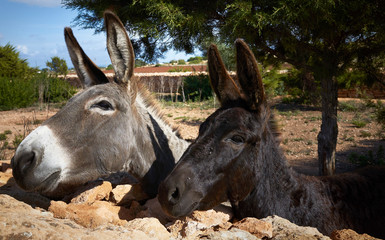 Two donkeys close to a wall in a farm in Formentera Island in a sunny day