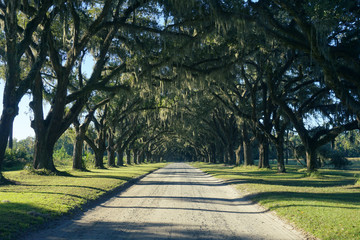 Dirt road lined with Live Oak trees