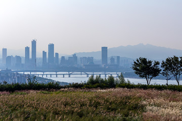 A landscape view of the reed beds at the park in the early morning of October, seoul korea