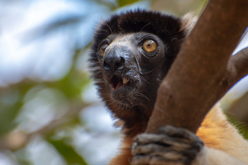 Crowned sifaka lemur ( Propithecus coronatus ), Portrait. Madagascar - wild nature. © mirecca