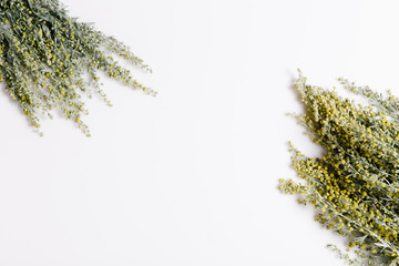 Medicinal herbs, Sagebrush, Artemisia, mugwort on a white background.