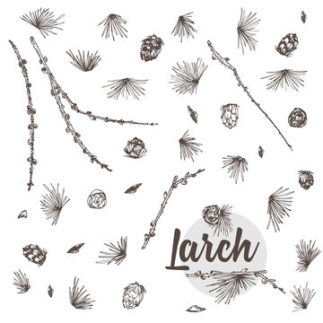 Set ink hand drawn sketch of larch branches with pinecones isolated on white background Good idea for vintage Merry christmas card, new year conifer tree pattern or decorative design.