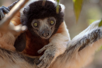 Crowned sifaka lemur ( Propithecus coronatus ), Portrait. Madagascar - wild nature.