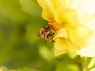 Bombus pascuorum | Die Ackerhummel