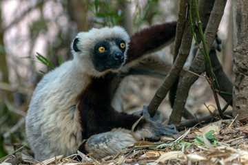 Crowned sifaka lemur ( Propithecus coronatus ), Portrait. Madagascar - wild nature.