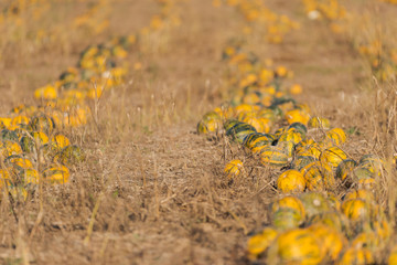 Field with rows of pumpkins ready for the harvest in October