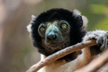 Crowned sifaka lemur ( Propithecus coronatus ), Portrait. Madagascar - wild nature.