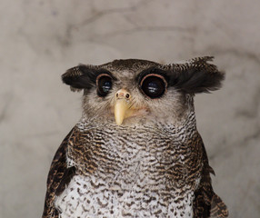 Portrait of angry frightened barred eagle-owl, also called the Malay eagle-owl, awaked and disturbed by strange sound and gazing enormous brown eyes.