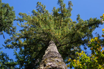Fototapeta premium tree and blue sky